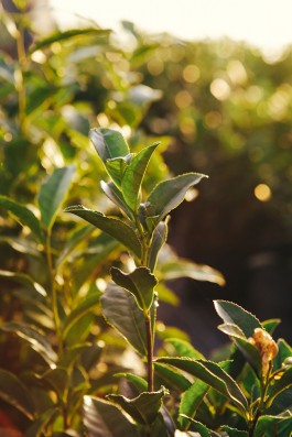 VERENA MÜLLER  Fotografie
